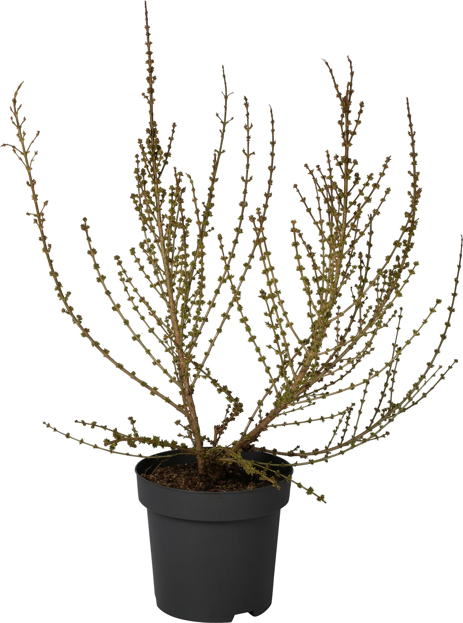 Chinees klokje (Forsythia intermedia 'Mikador') D 31 H 60 cm