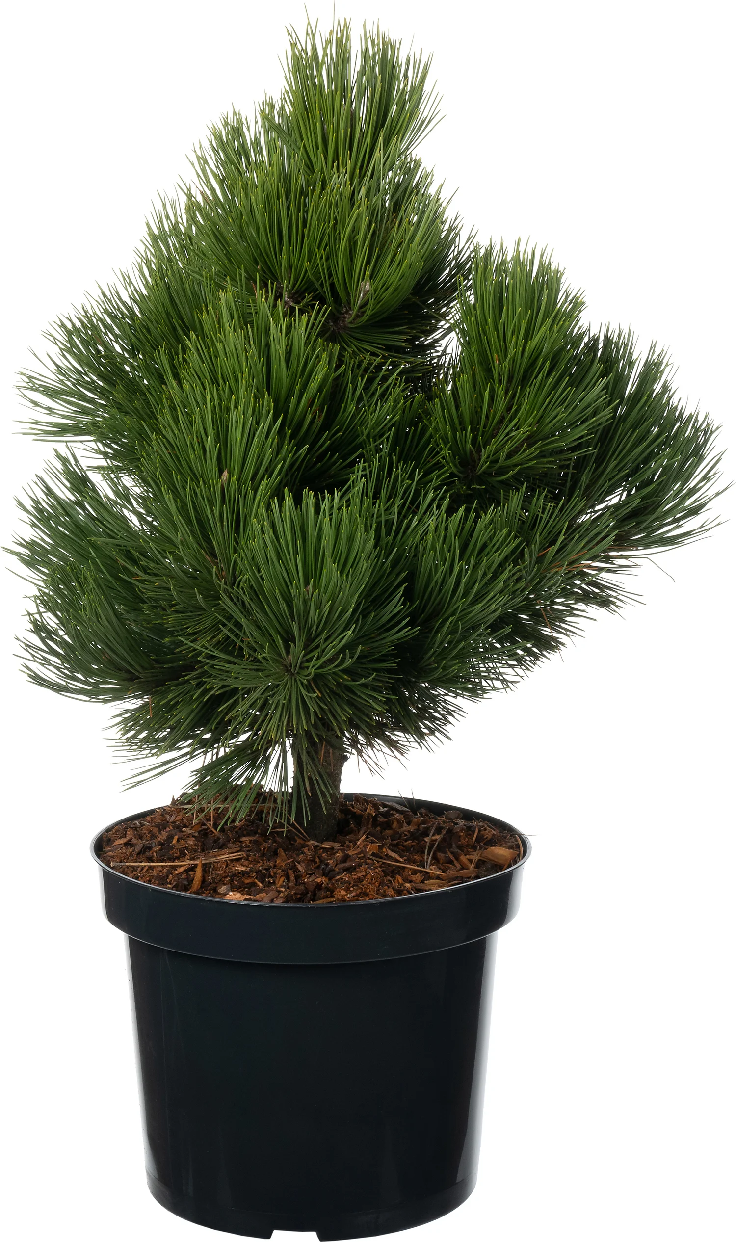 Bosnische Den (Pinus heldreichii 'Malinki') D 26 H 40 cm