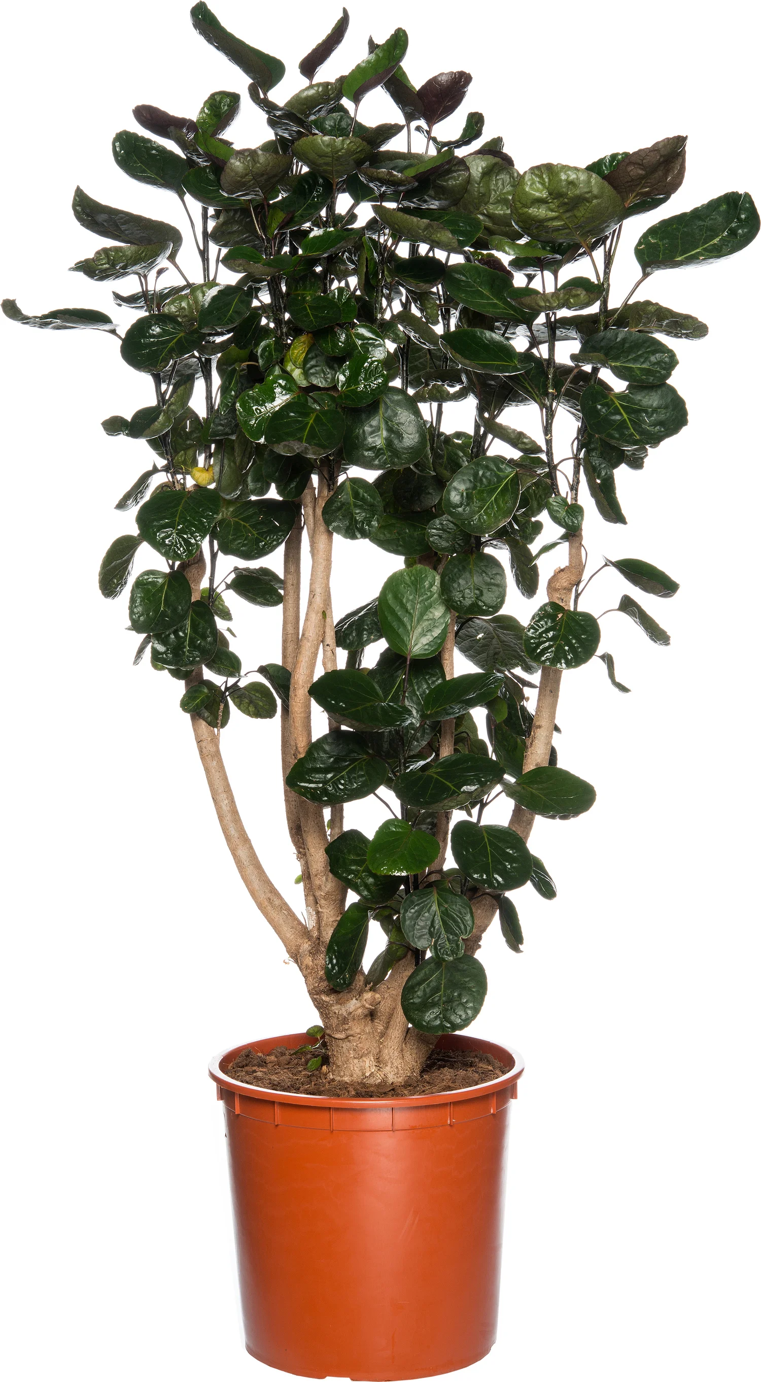 Aralia (Polyscias 'Fabian') D 27 H 150 cm