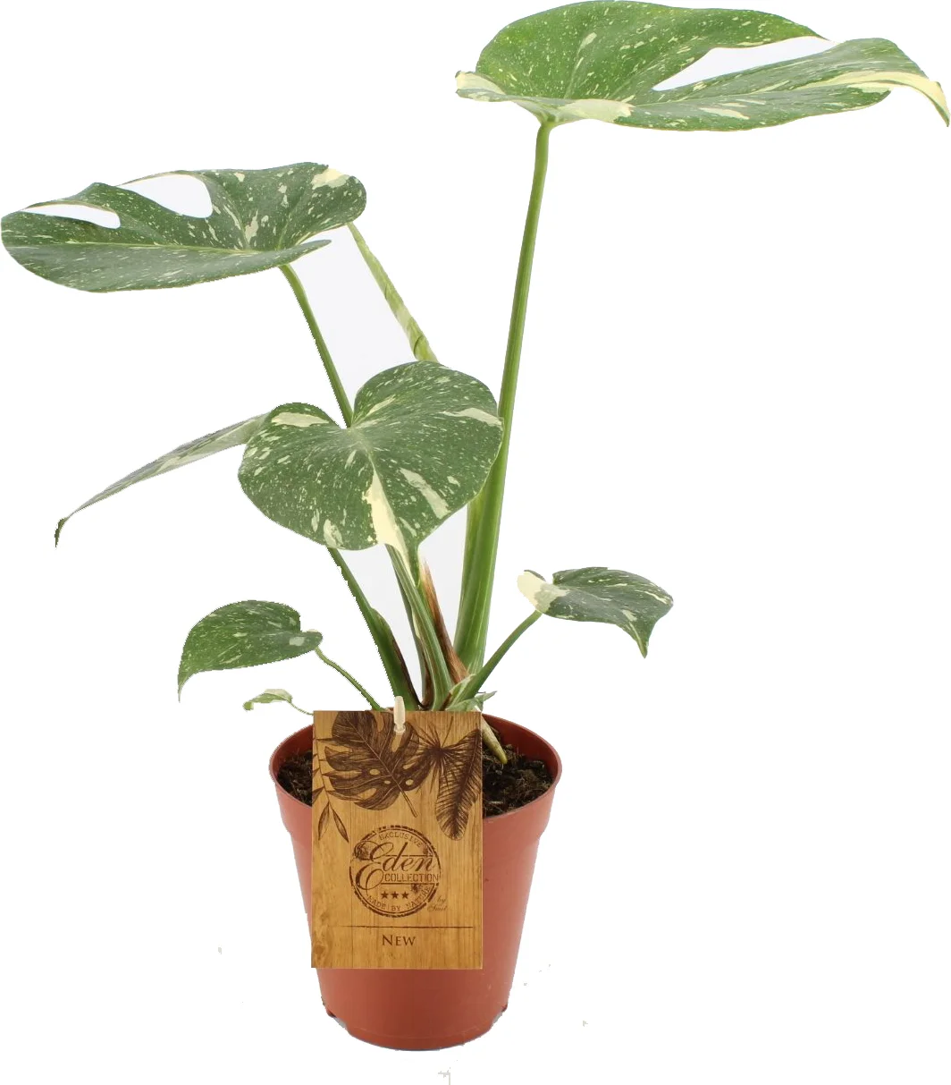 Bonte Gatenplant (Monstera deliciosa 'Thai Constellation') D 15 H 50 cm