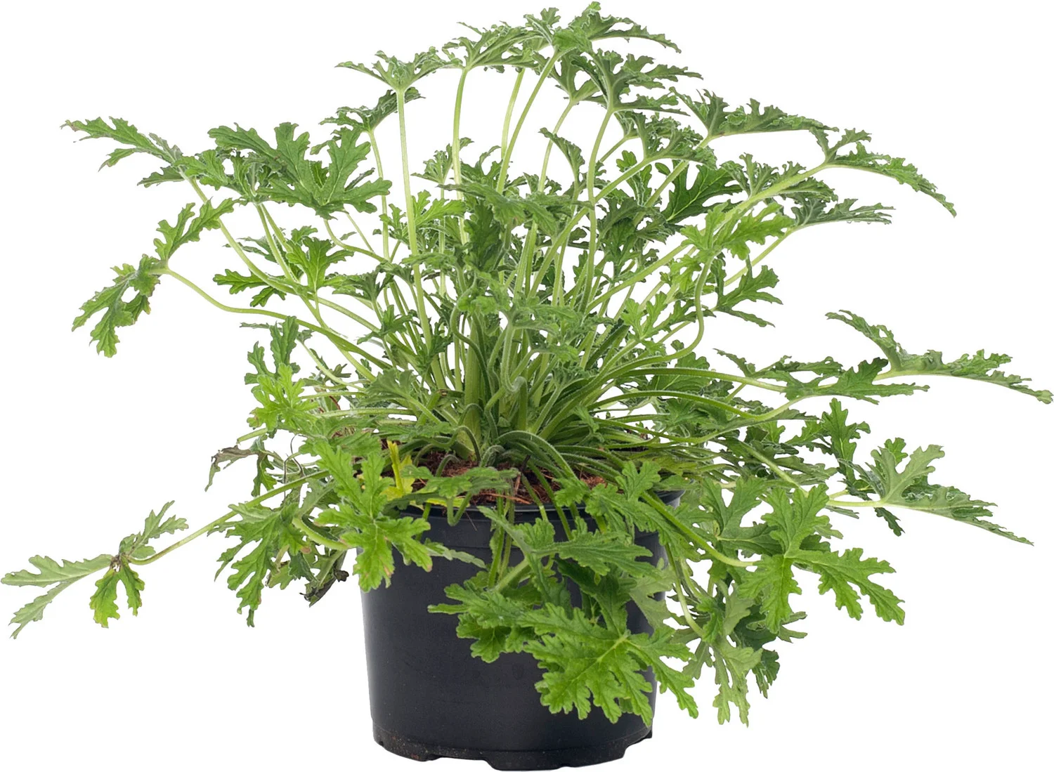 Citroengeranium (Pelargonium graveolens 'Mosquito fighter') D 12 H 18 cm