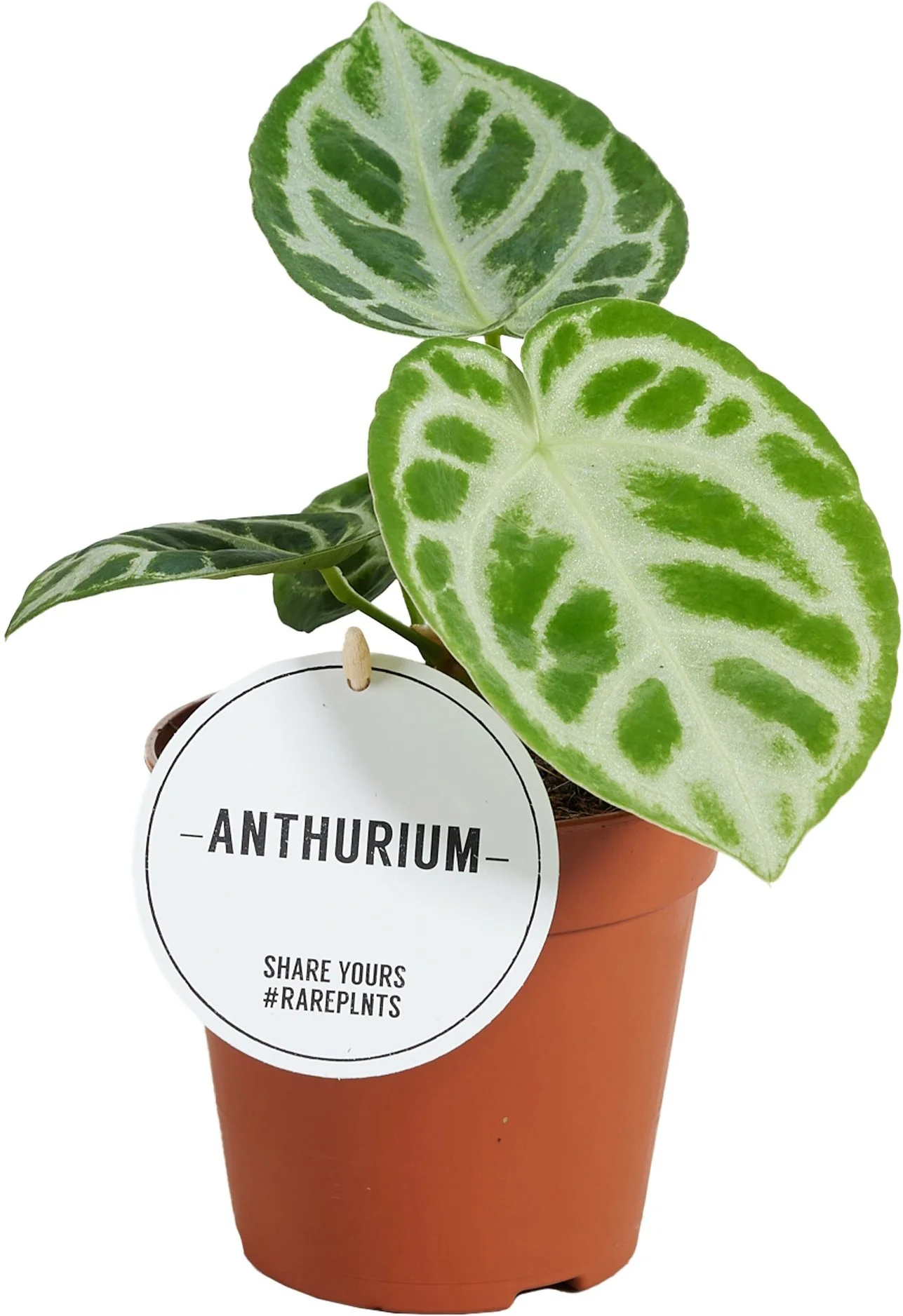 Aderplant (Anthurium crystallinum 'Silver Blush') D 12 H 30 cm