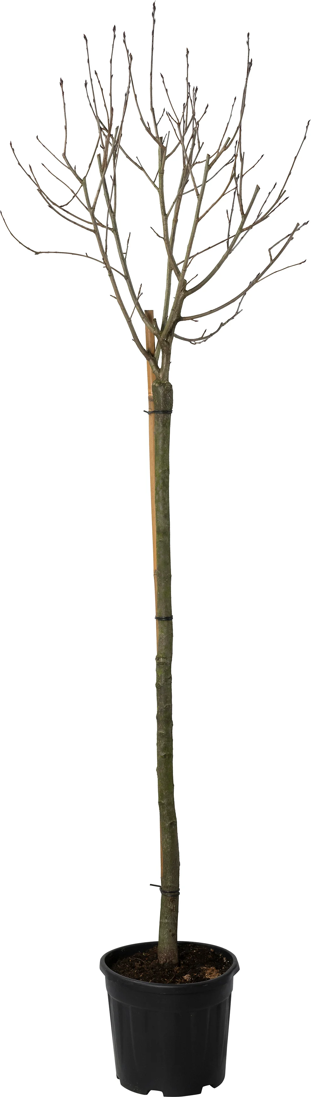 Appelbes (Aronia prunifolia 'Aron') D 30 H 150 cm