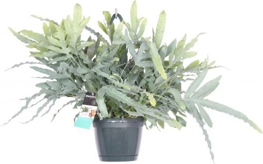 Blauwvaren in hangpot (Phlebodium aureum 'Blue Star') D 17 H 40 cm