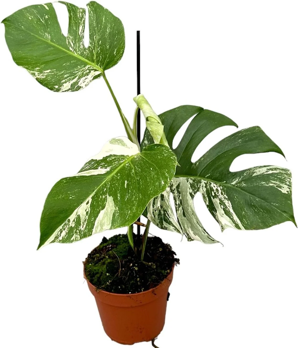 Bonte Gatenplant (Monstera deliciosa 'Variegata') D 17 H 60 cm