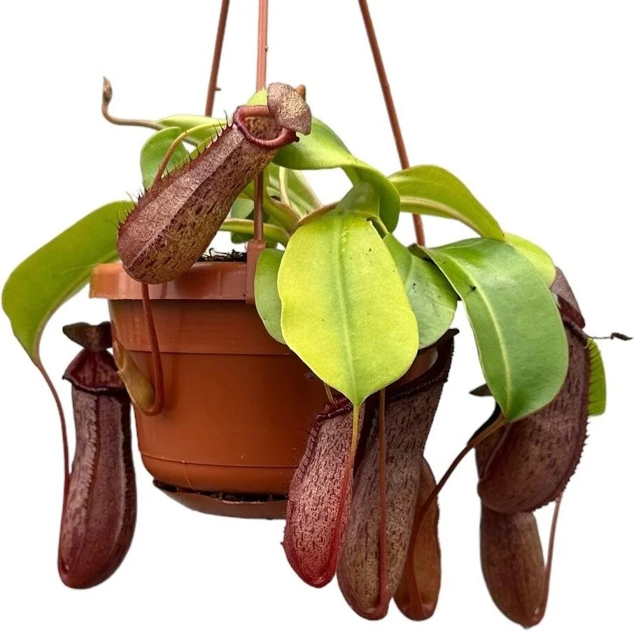 Bekerplant in hangpot (Nepenthes alata 'Monkey Jars Rob') D 14 H 47 cm