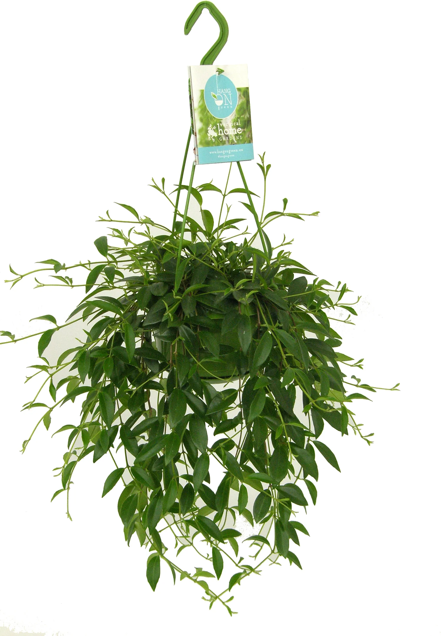 Codonanthe in hangpot (Codonanthe crassifolia) D 14 H 35 cm