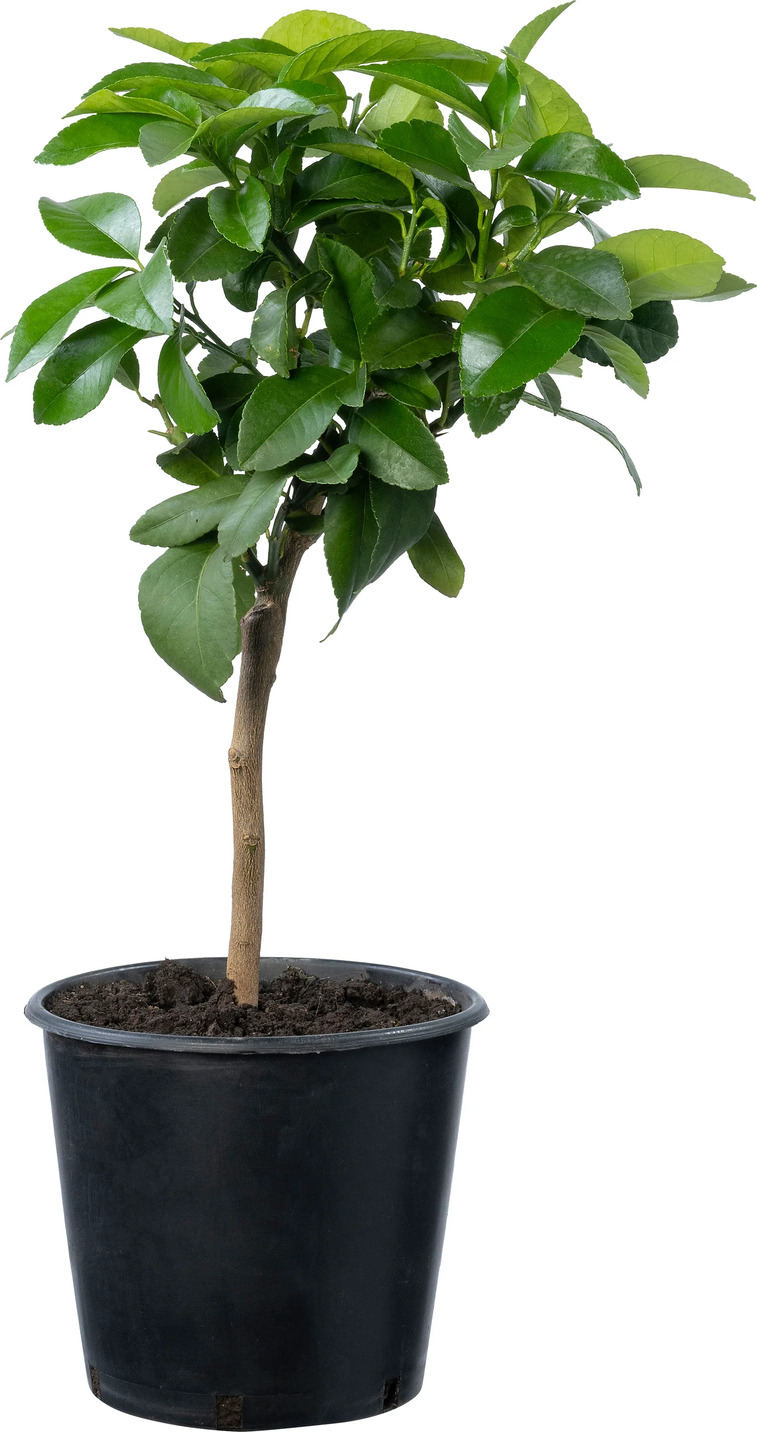 Citroenboom (Citrus sinensis 'Lemon Myer') D 16 H 40 cm