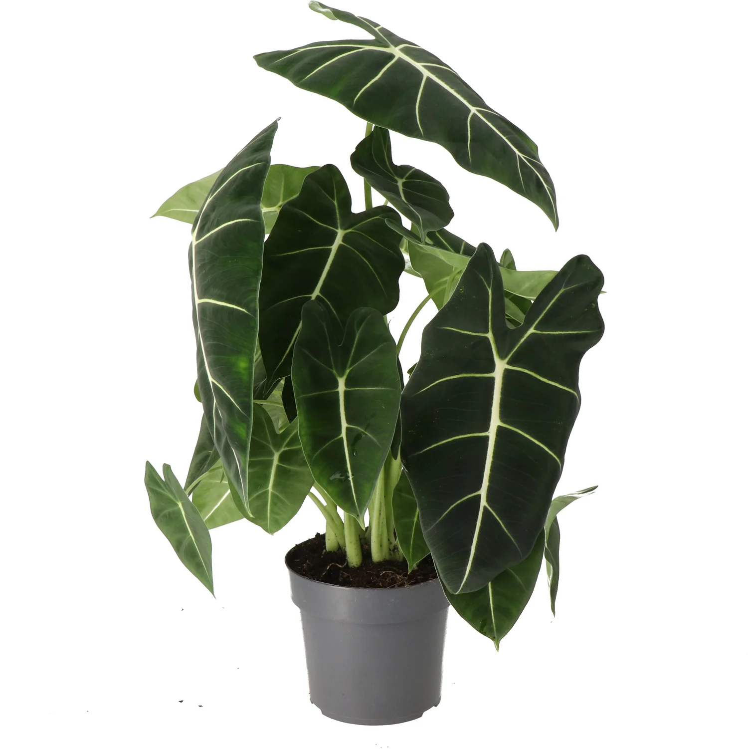 Alocasia (Alocasia 'Frydek') D 17 H 50 cm