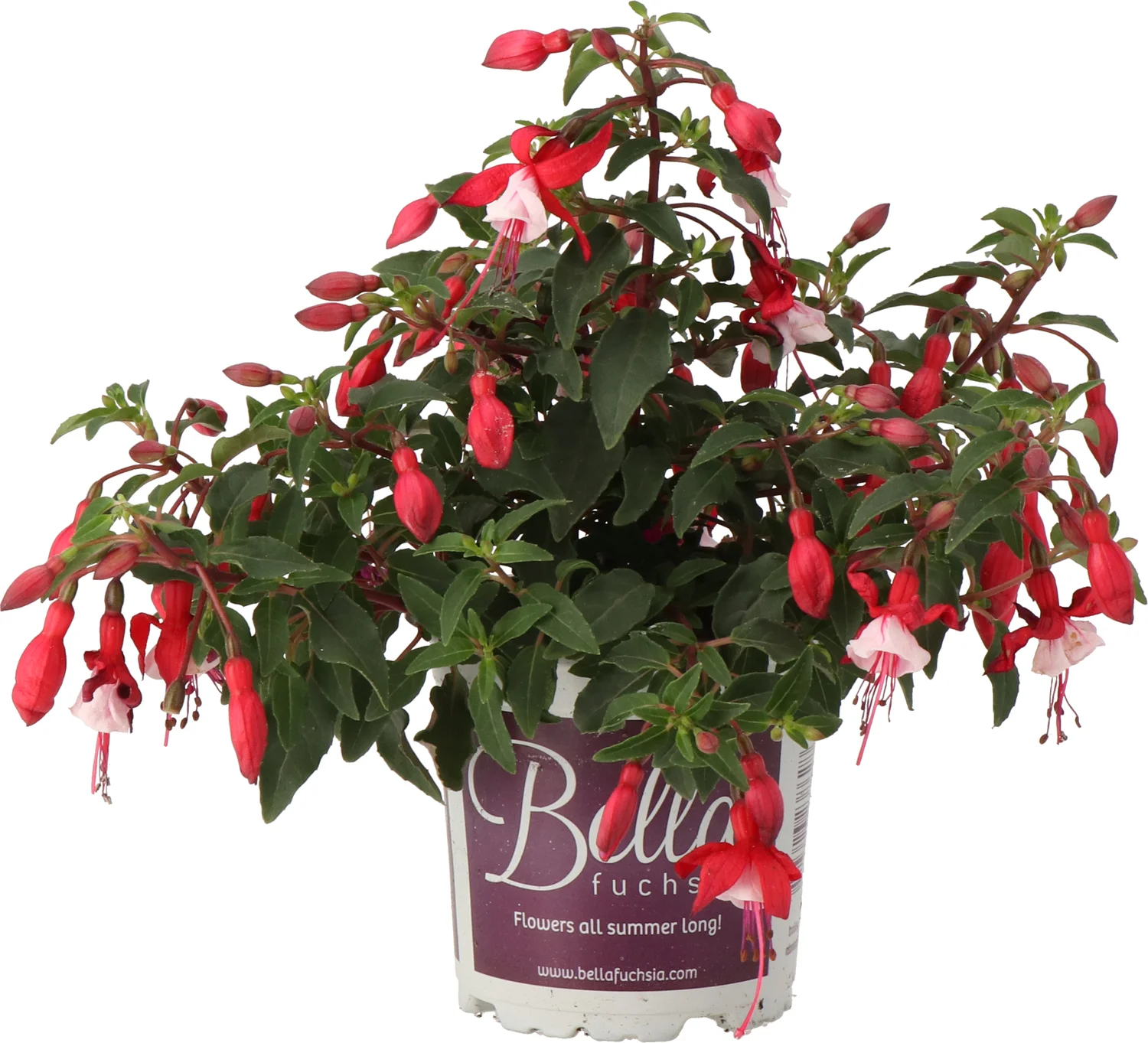 Bellenplant (Fuchsia 'Bella Hilda') D 10,5 H 22,5 cm