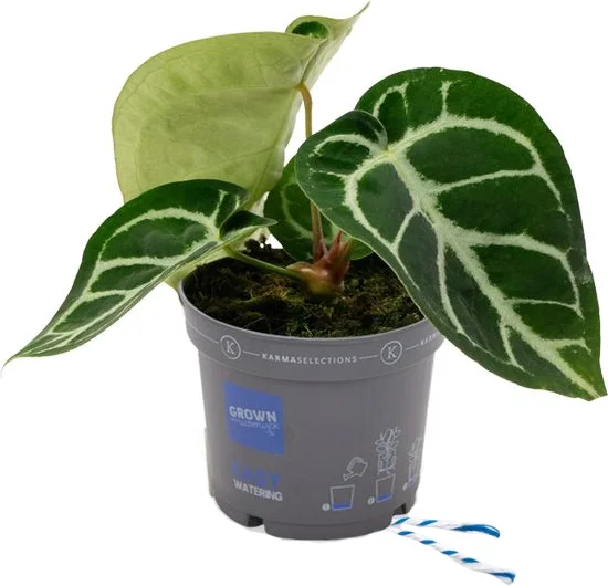 Aderplant (Anthurium crystallinum) D 12 H 20 cm