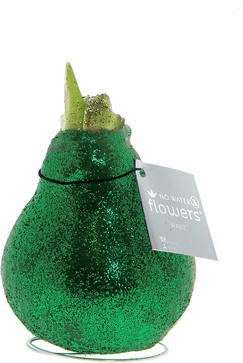 Amaryllis in wax (Hippeastrum Waxz 'Eco Glitterz Green') H 15 cm