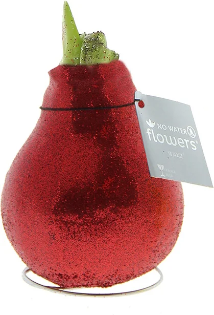 Amaryllis in wax (Hippeastrum Waxz 'Eco Glitterz Red') H 15 cm