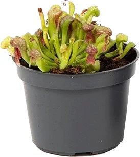 Bekerplant (Darlingtonia californica) D 9 H 20 cm