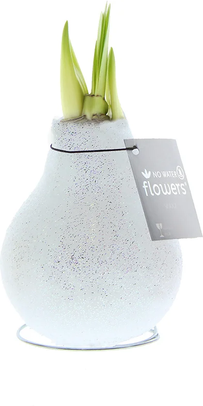 Amaryllis in wax (Hippeastrum Waxz 'Eco Glitterz White') H 15 cm