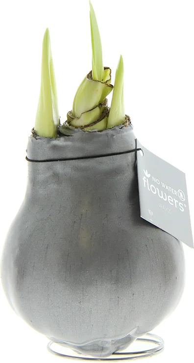 Amaryllis in wax (Hippeastrum Waxz 'Metallic Silver') H 15 cm