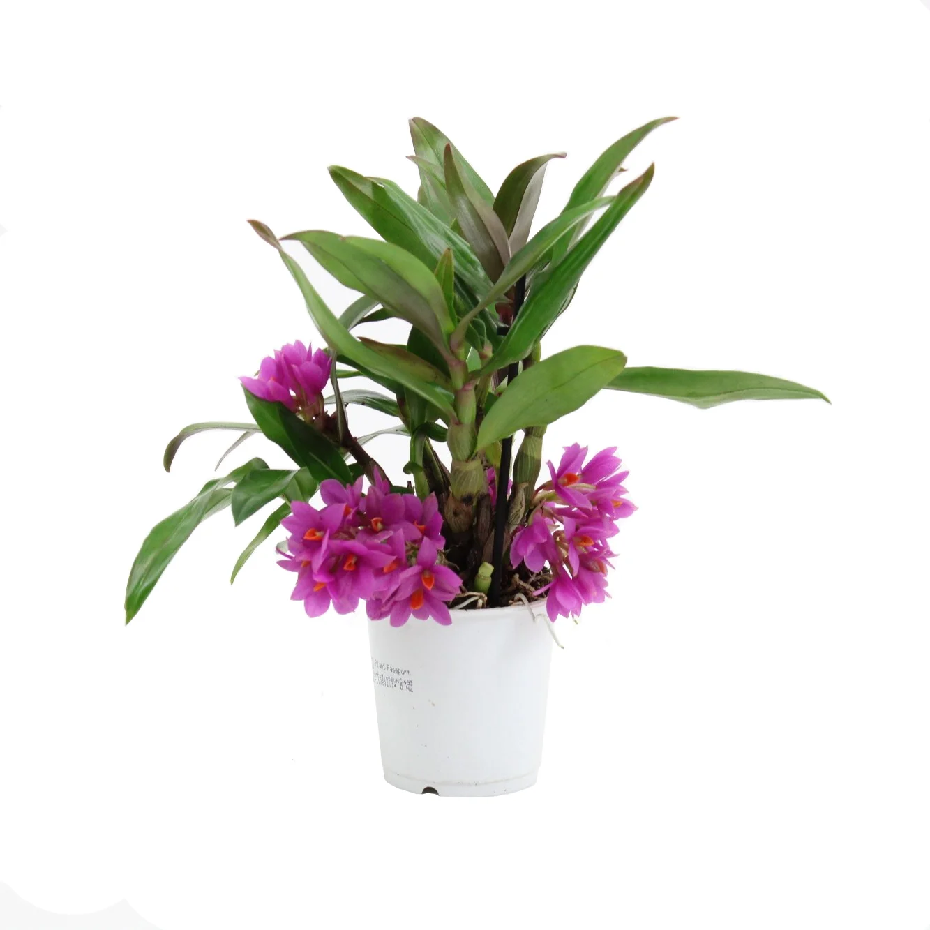 Bamboe-orchidee (Dendrobium inca 'Hibiki') D 9 H 20 cm