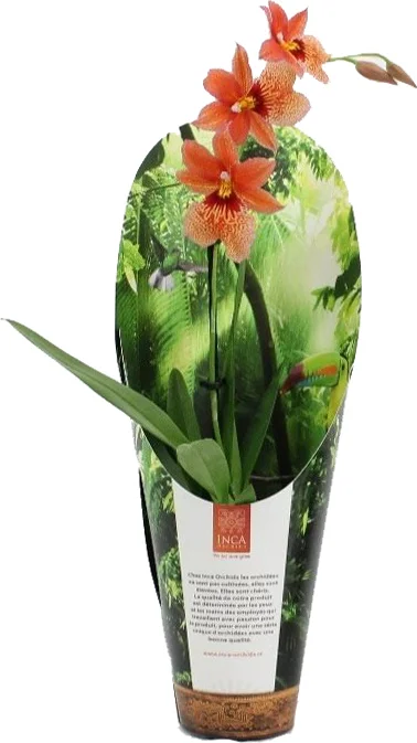 Cambria-orchidee (Cambria 'Nelly Isler') oranje D 9 H 35 cm