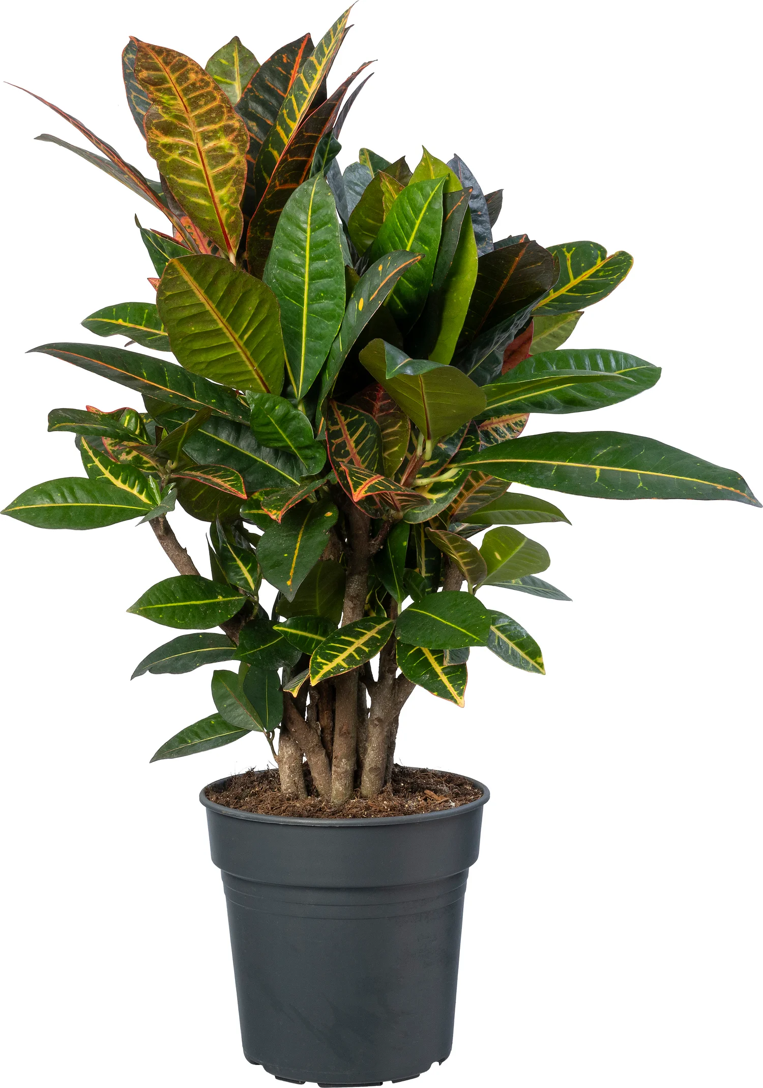 Croton (Codiaeum variegatum 'Petra') D 21 H 70 cm