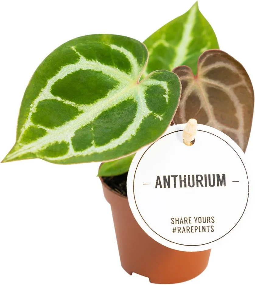 Aderplant (Anthurium crystallinum) D 6 H 15 cm
