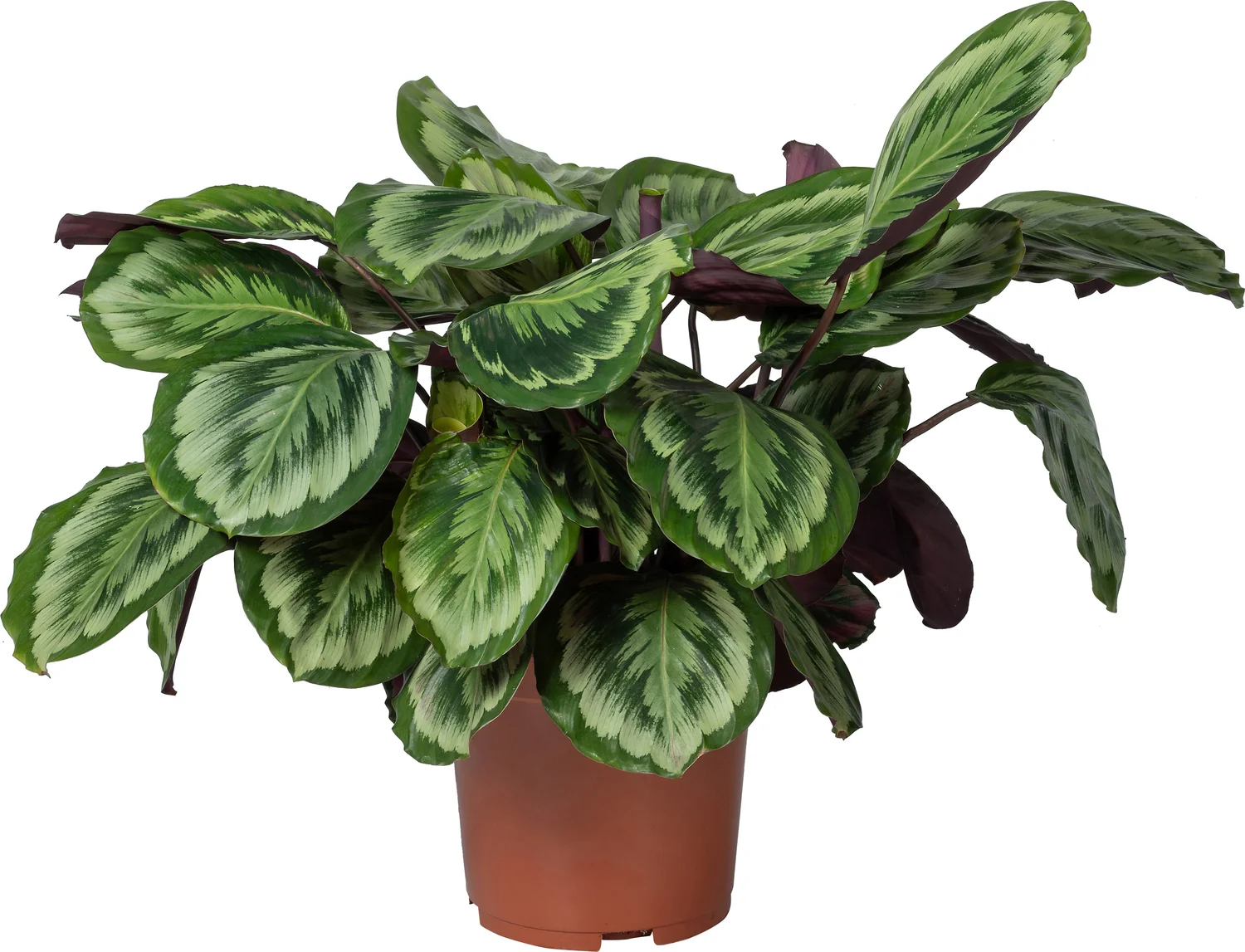 Calathea (Calathea 'Misty') D 27 H 90 cm