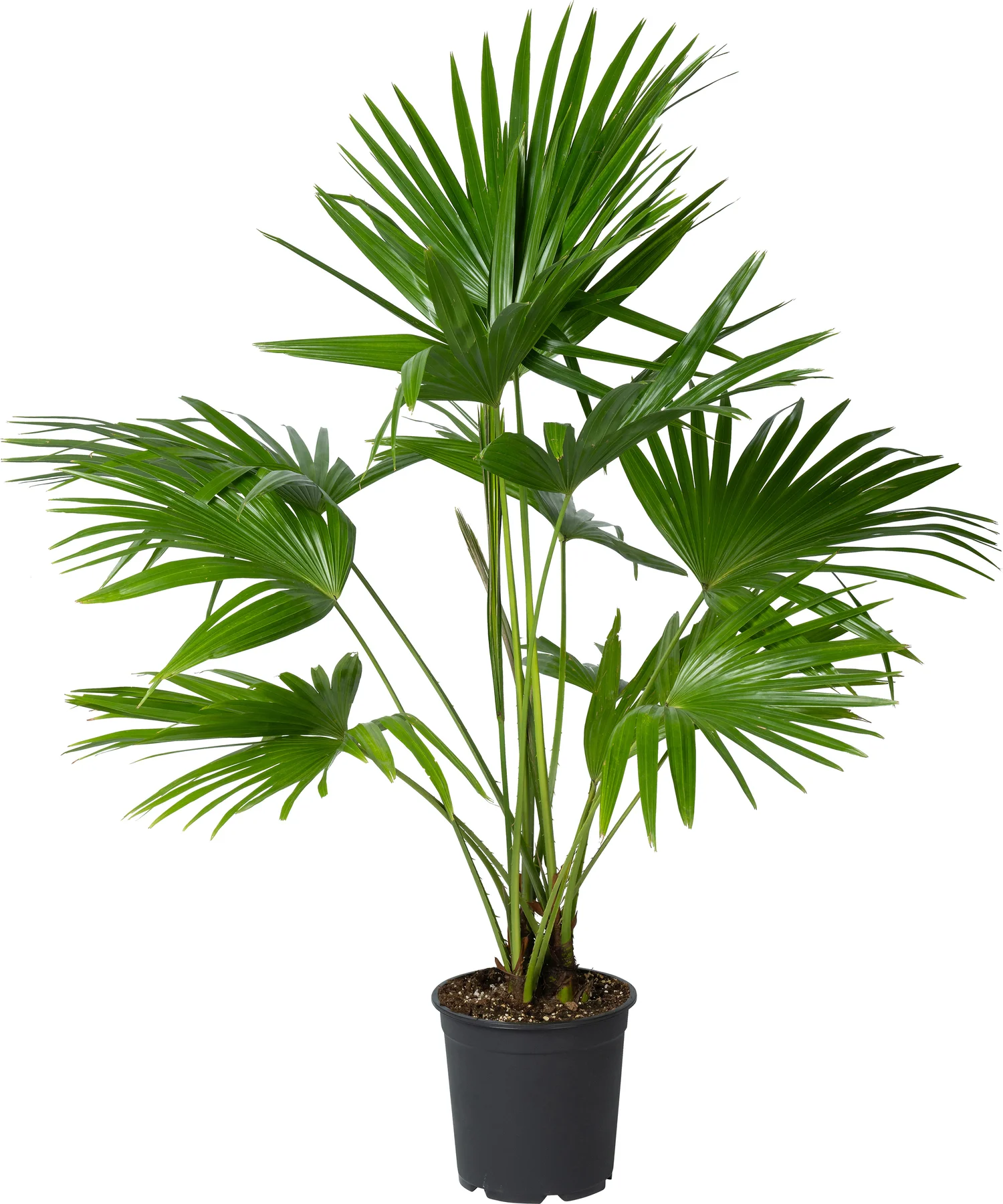 Chinese schermpalm (Livistona chinensis) D 24 H 90 cm