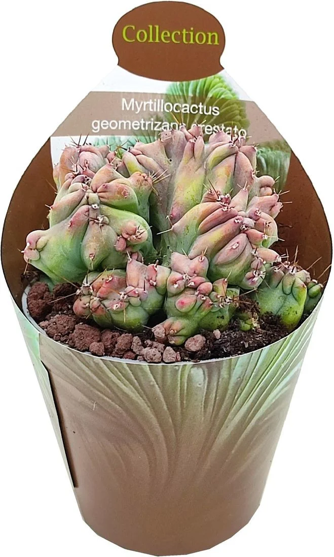 Cactus (Myrtillocactus geometrizans cristata) D 6,5 H 8 cm