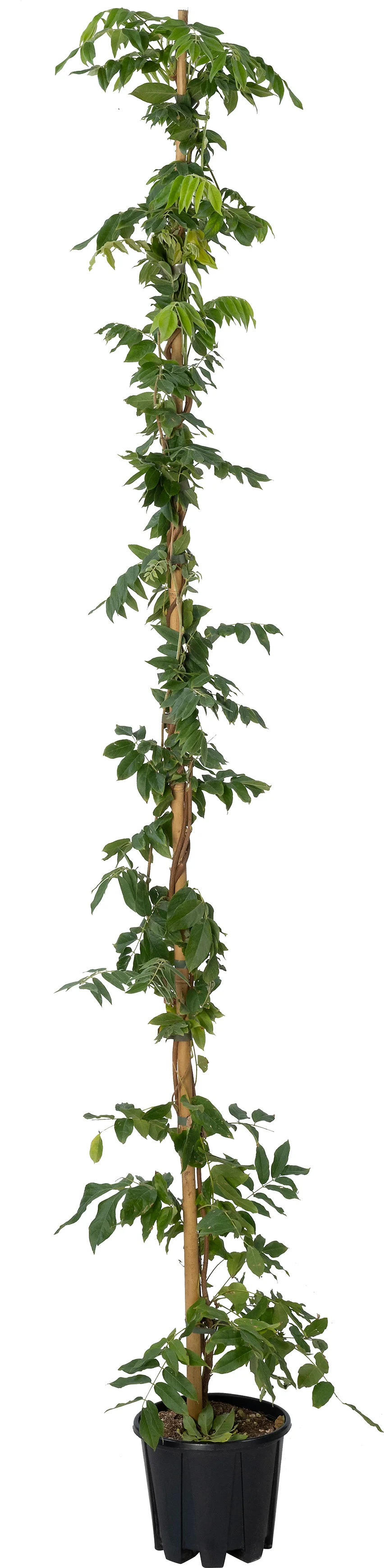 Blauwe regen (Wisteria sinensis 'Prolific') D 21 H 150 cm