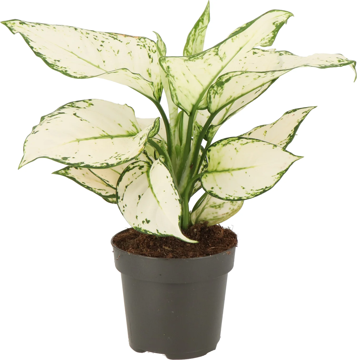 Aglaonema (Aglaonema 'White Joy') D 12 H 35 cm