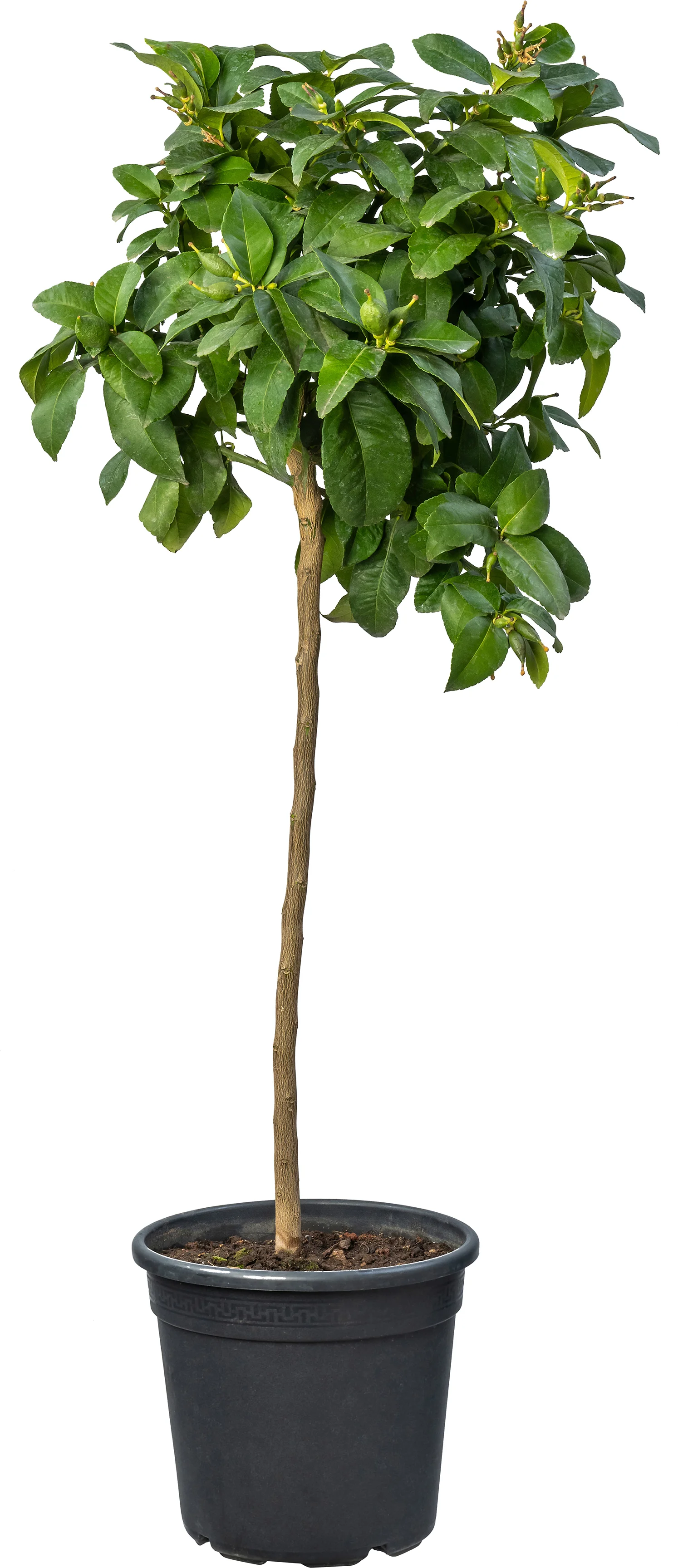 Citroenboom (Citrus sinensis 'Limone') D 24 H 120 cm