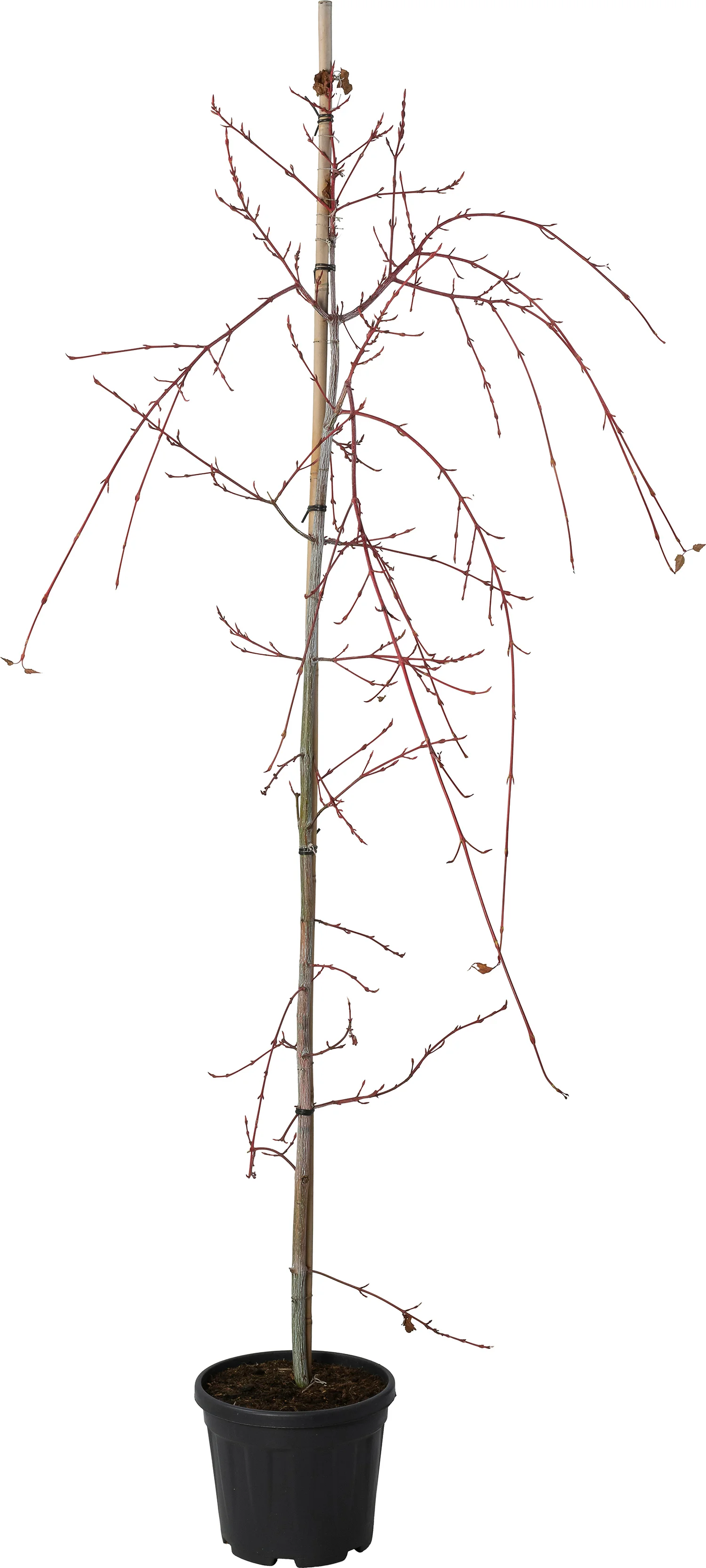 Bontbladige esdoorn (Acer conspicuum. 'Red Flamingo' ) D 28 H 200 cm