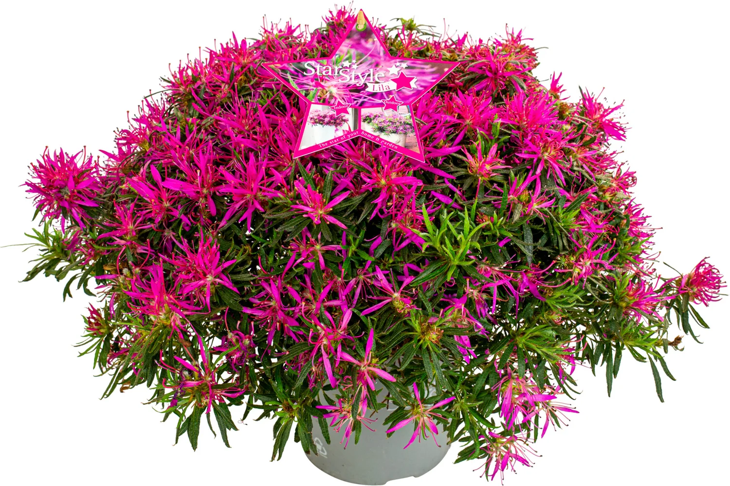 Azalea (Rhododendron Azalea StarStyle® 'Lila') D 17 H 25 cm