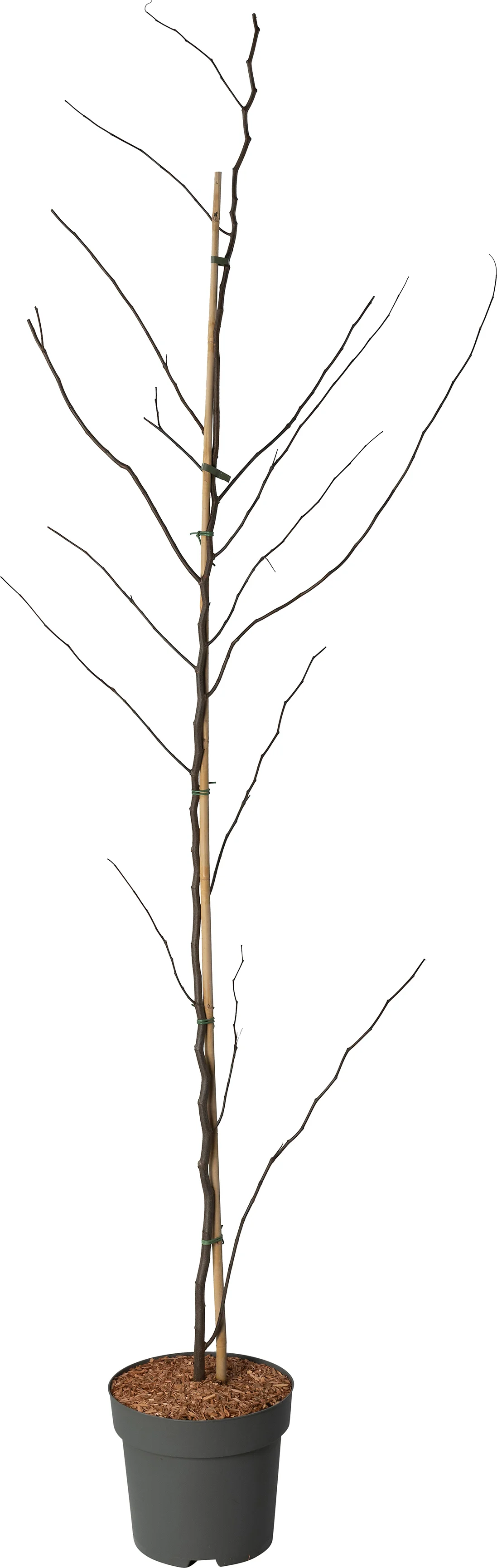 Amerikaanse judasboom (Cercis canadensis 'Forest Pansy') D 30 H 200 cm