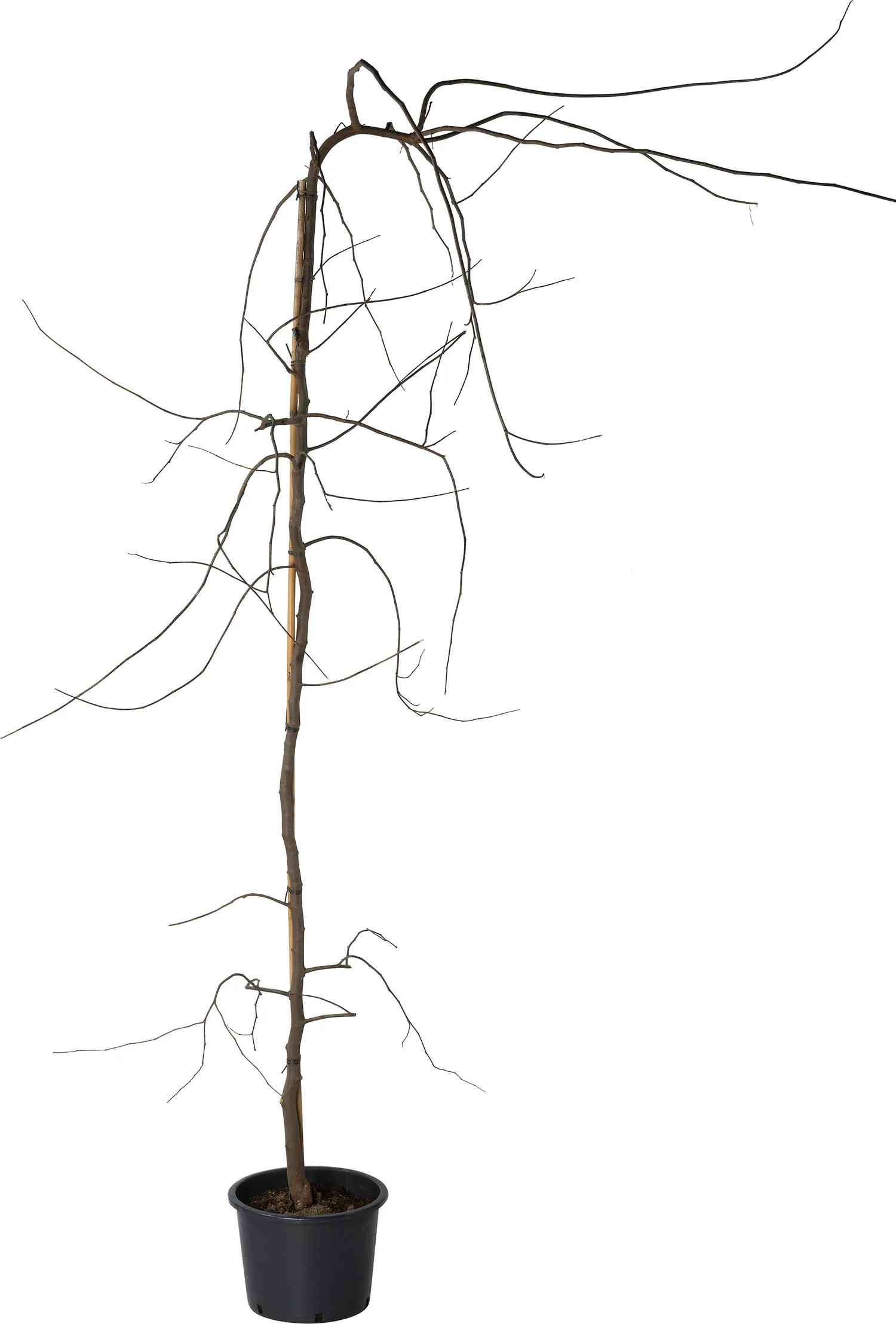 Amerikaanse judasboom (Cercis canadensis 'Vanilla Twist' ) D 28 H 200 cm