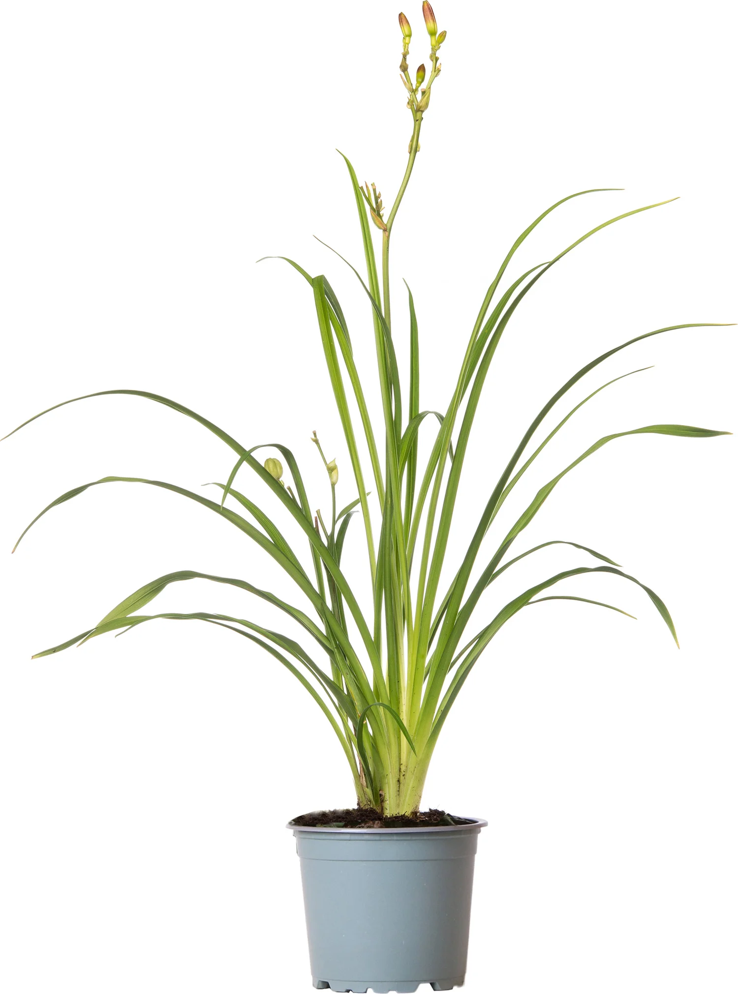 Daglelie (Hemerocallis 'EveryDaylily Gold') D 17 H 45 cm