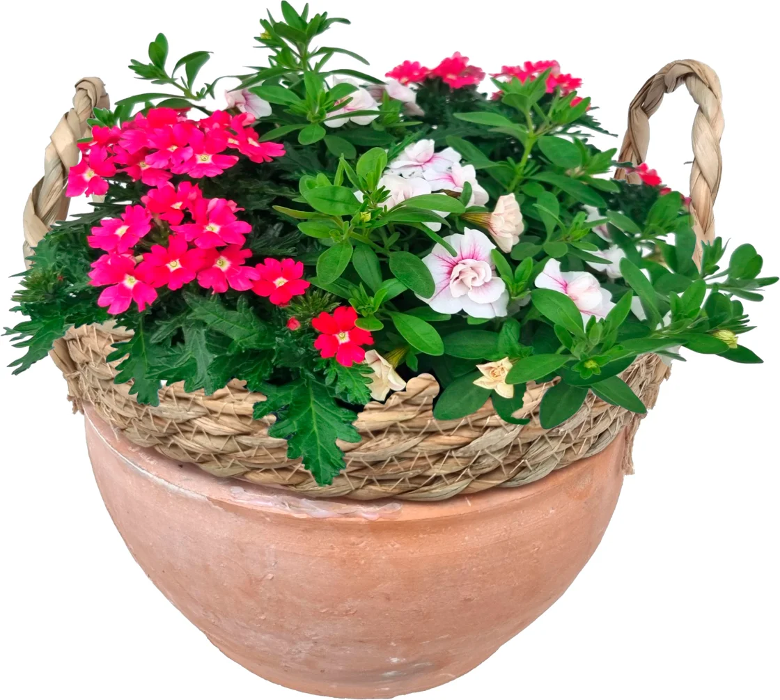 Arragement Zomer in terracotta potD 24 H 25  cm
