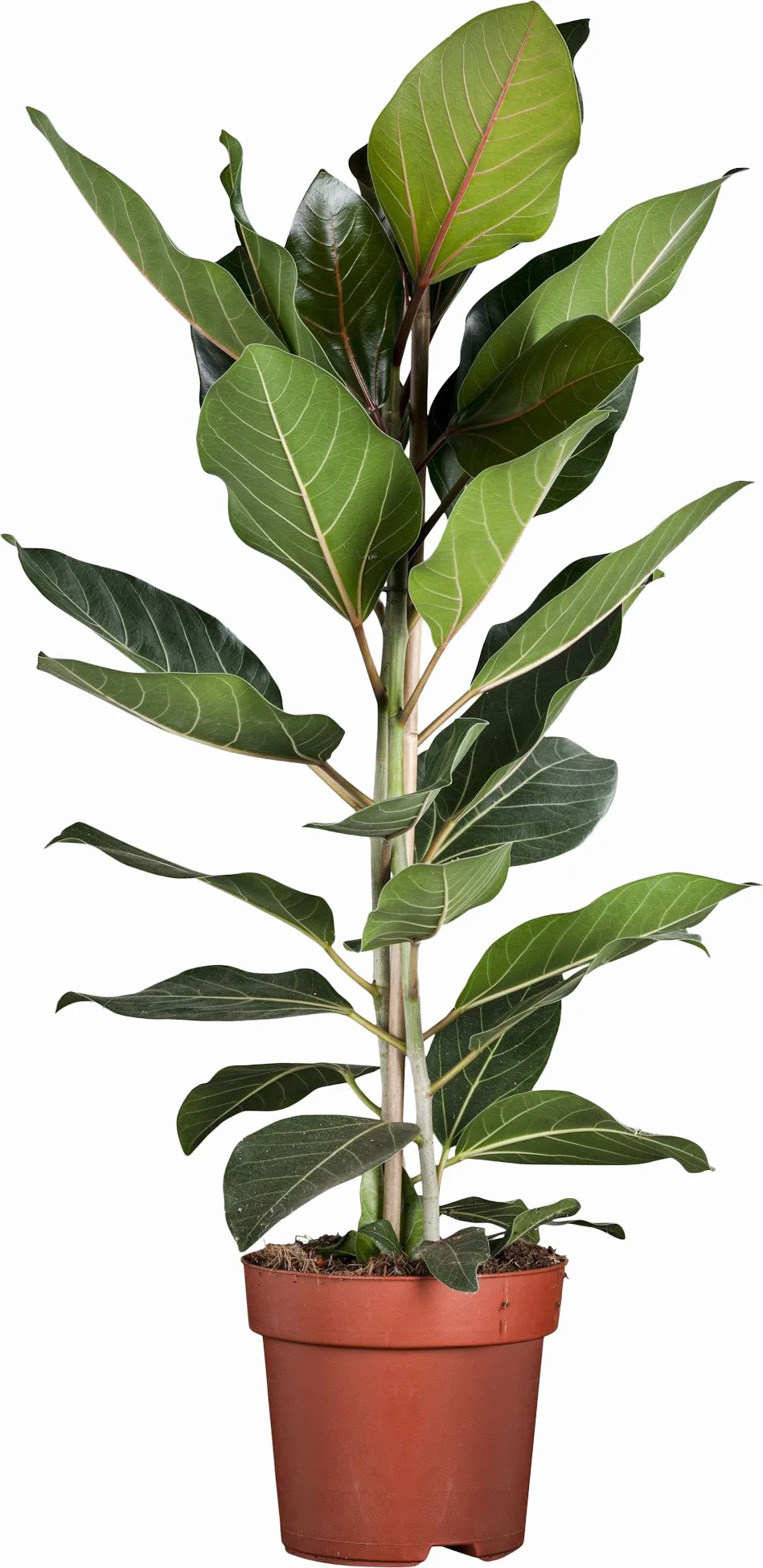 Banyavijg (Ficus benghalensis 'Joy') D 21 H 110 cm