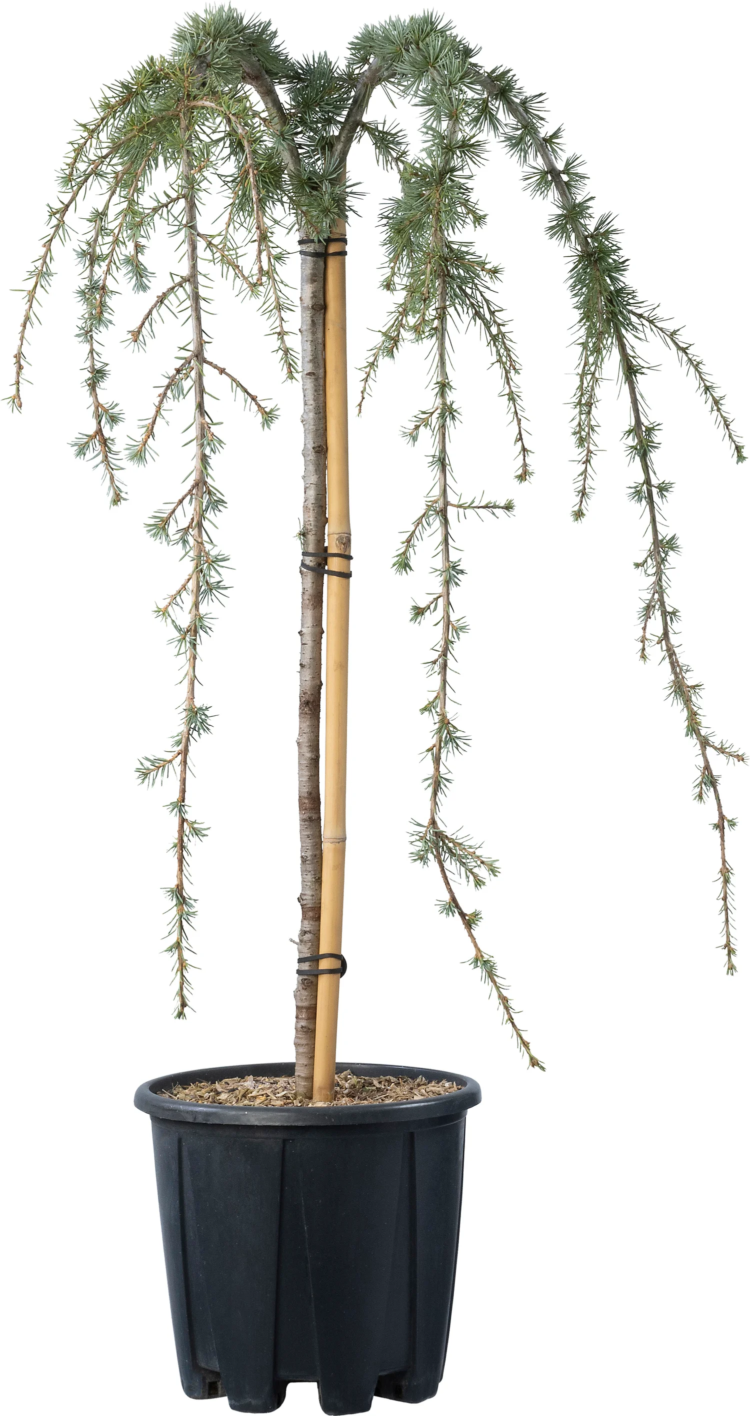 Blauwe treurceder (Cedrus lib. 'Glauca Pendula') D 30 H 120 cm