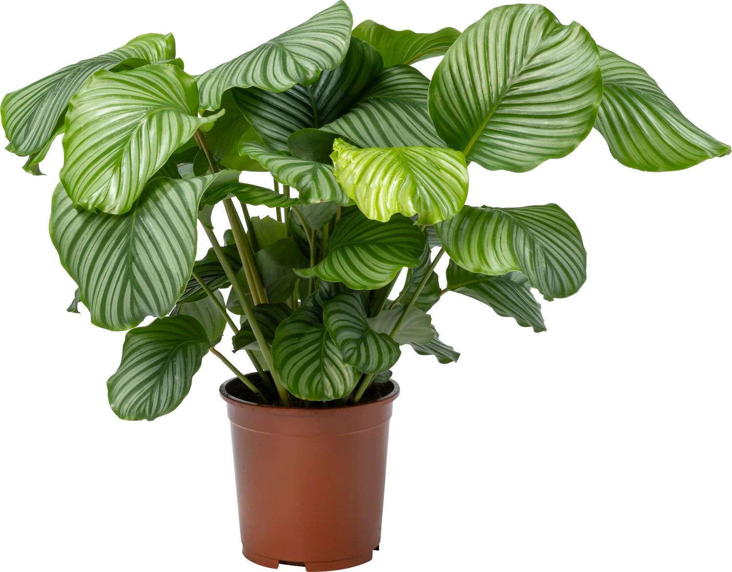 Calathea (Calathea orbifolia) D 27 H 90 cm