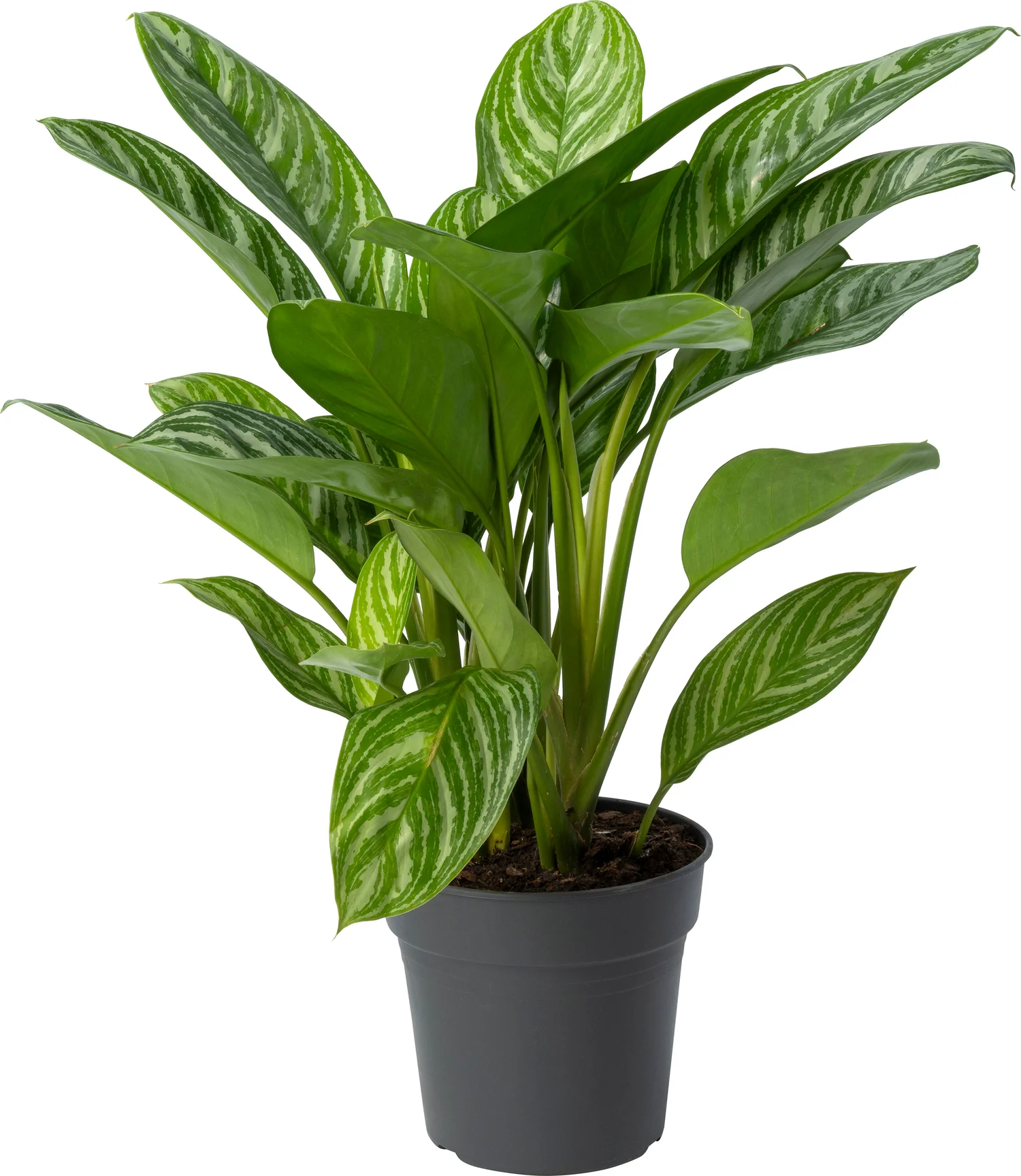 Aglaonema (Aglaonema 'Stripes') D 24 H 60 cm