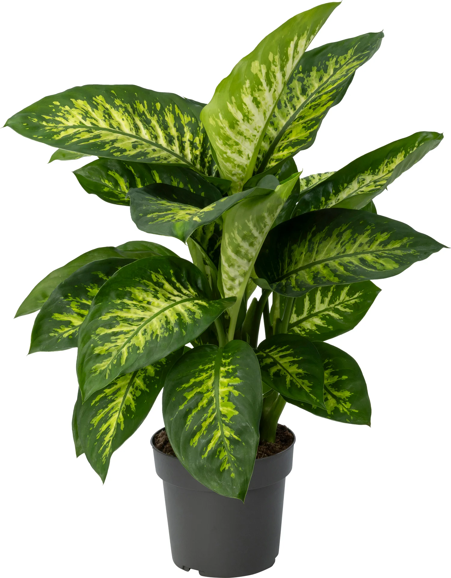 Dieffenbachia (Dieffenbachia 'Reeva') D 21 H 75 cm