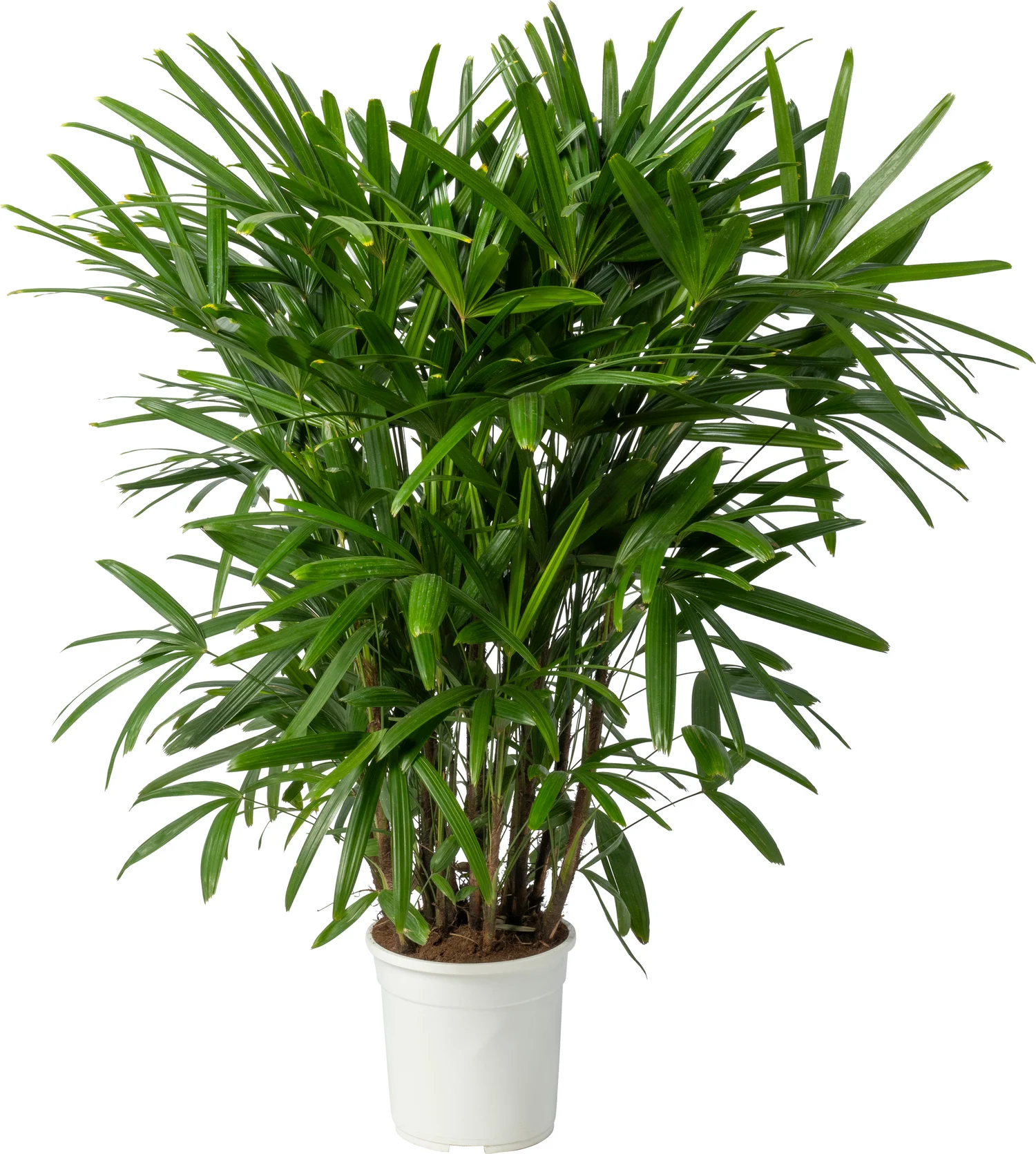 Bamboepalm (Rhapsis excelsa) D 24 H 130 cm