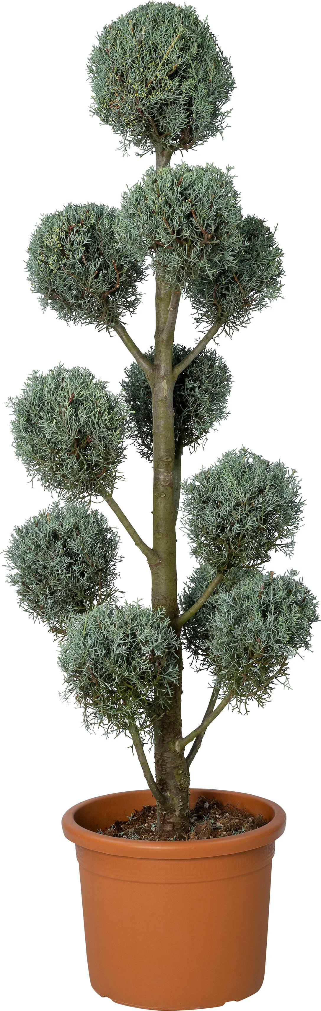 Amerikaanse cypres (Cupressus arizonica 'Fastigiata') D 35 H 120 cm