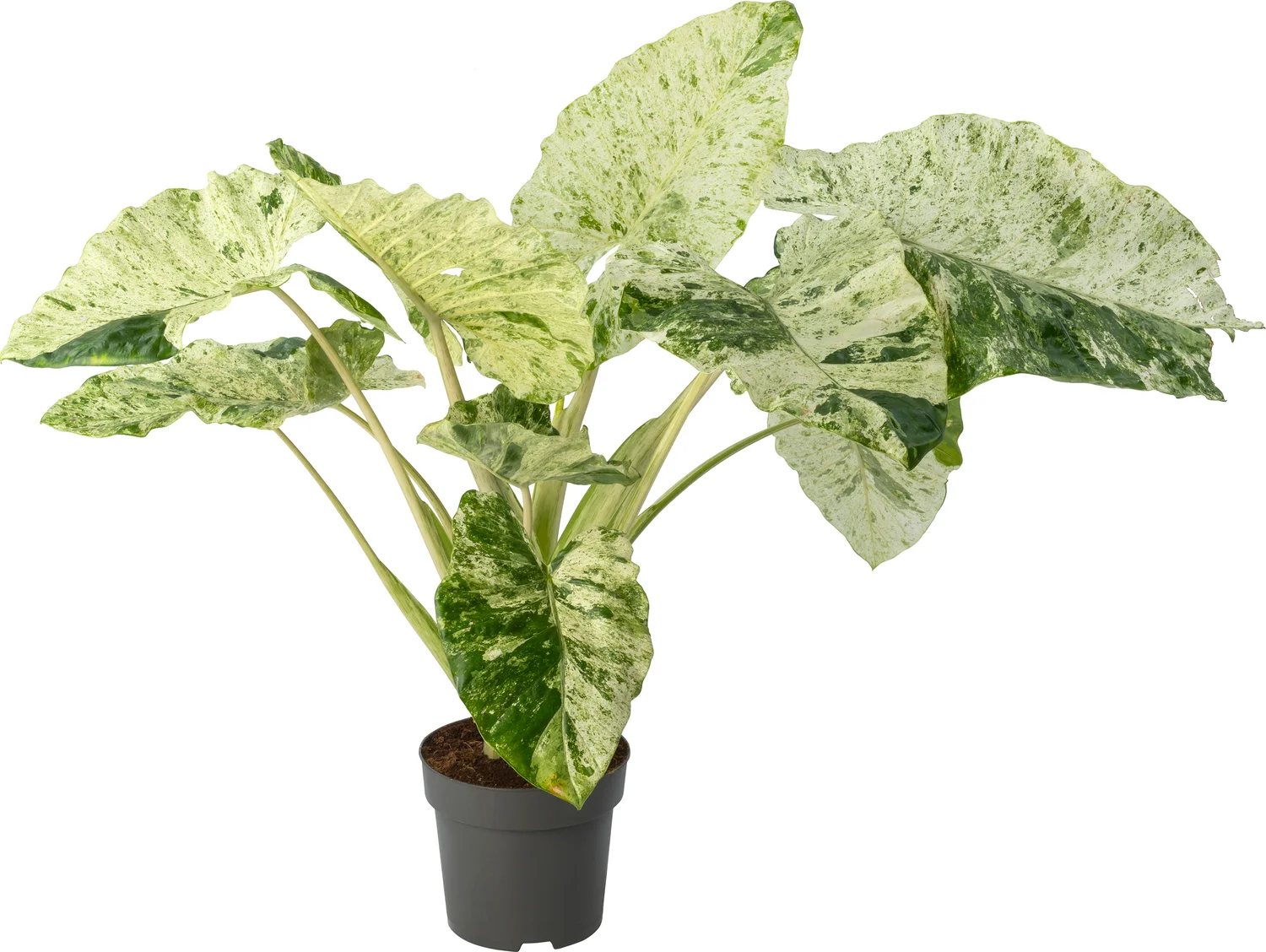 Alocasia (Alocasia macrorrhiza 'Splash') D 24 H 90 cm
