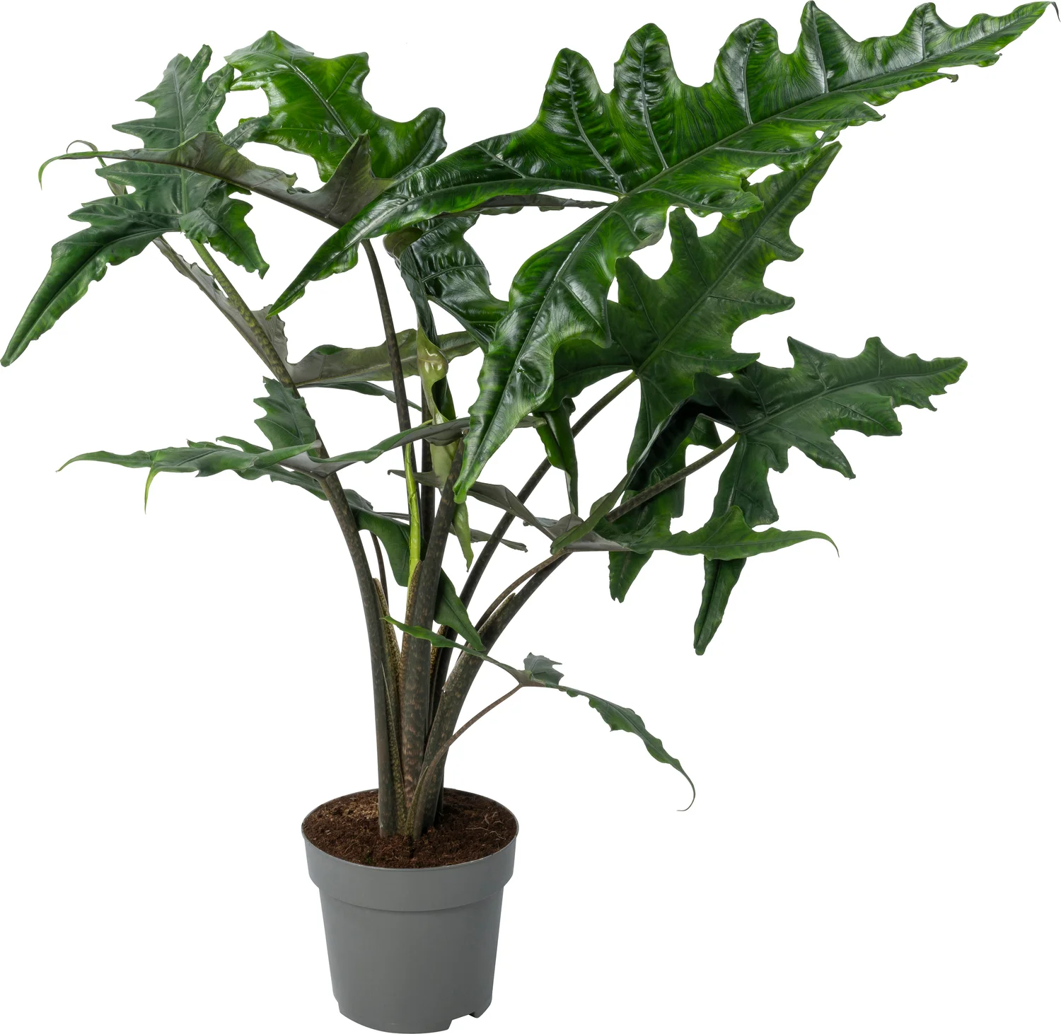 Alocasia (Alocasia 'Sabrina Narrow') D 24 H 90 cm