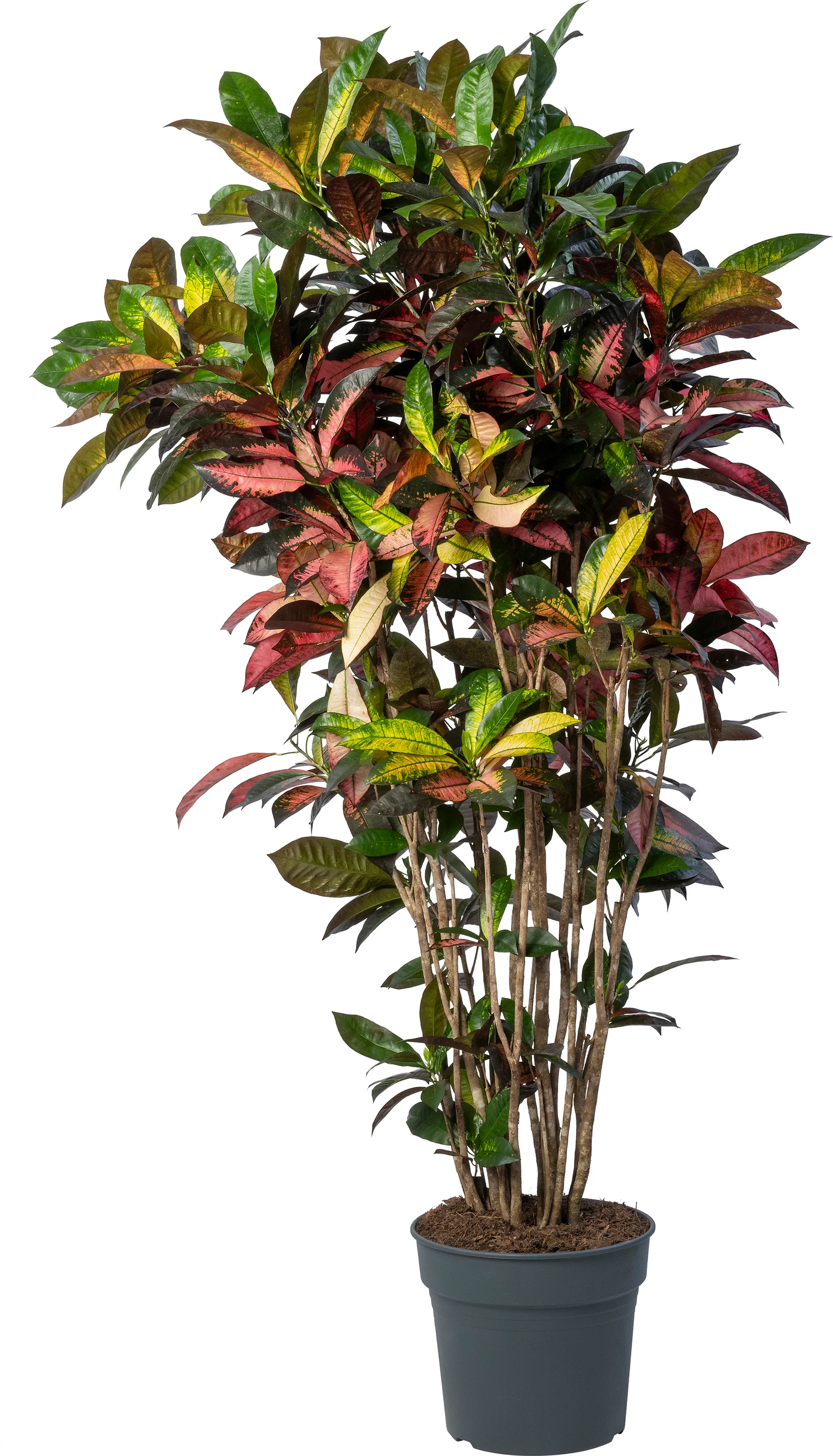 Croton (Codiaeum variegatum 'Mrs. Iceton') D 34 H 180 cm
