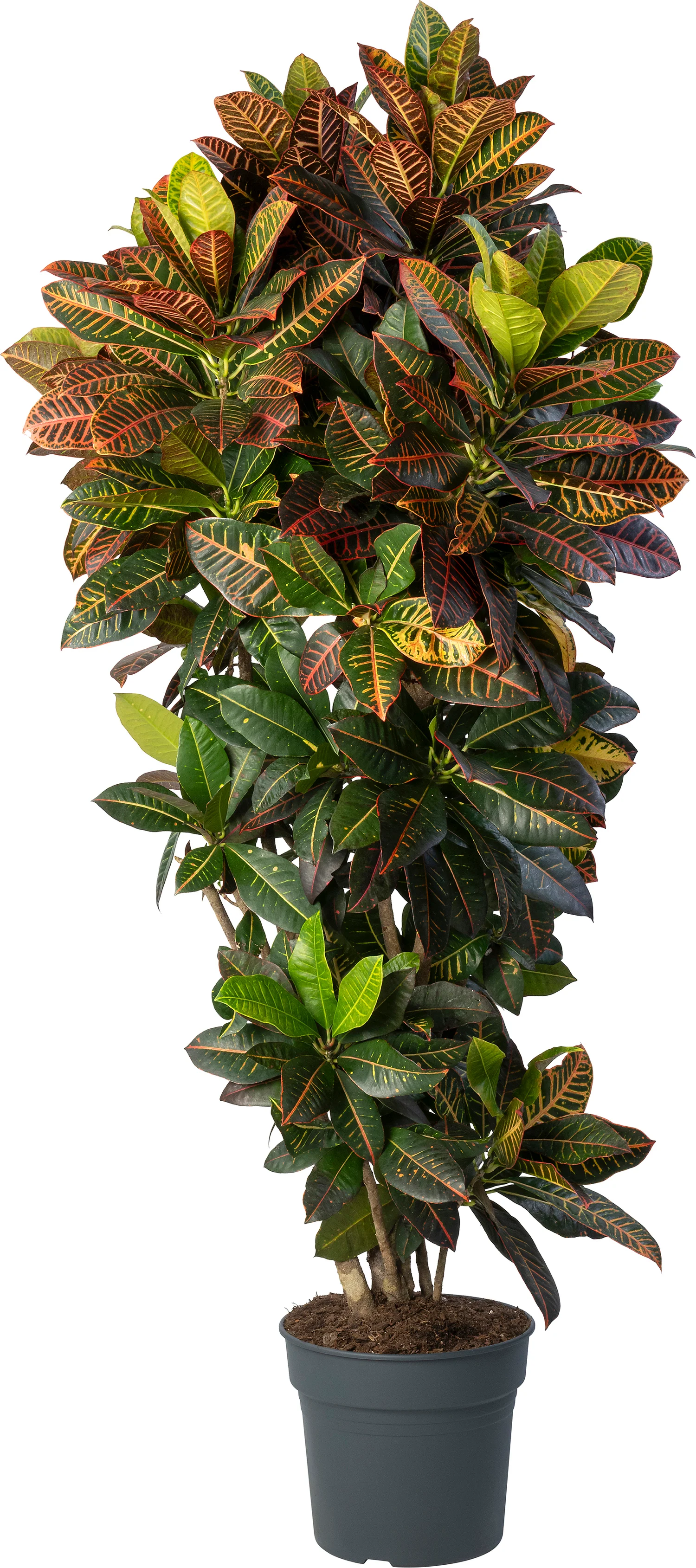 Croton (Codiaeum variegatum 'Petra') D 34 H 170 cm