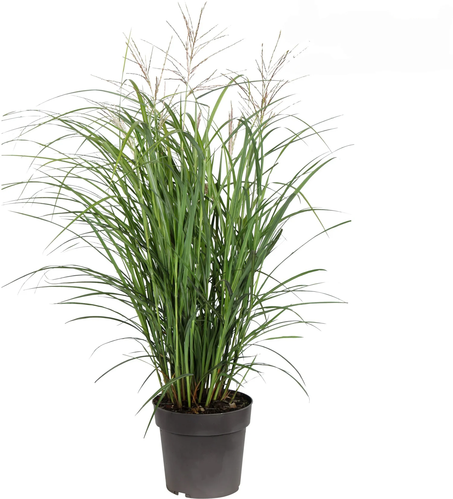 Chinees Riet (Miscanthus sinensis 'Volcano') D 23 H 70 cm