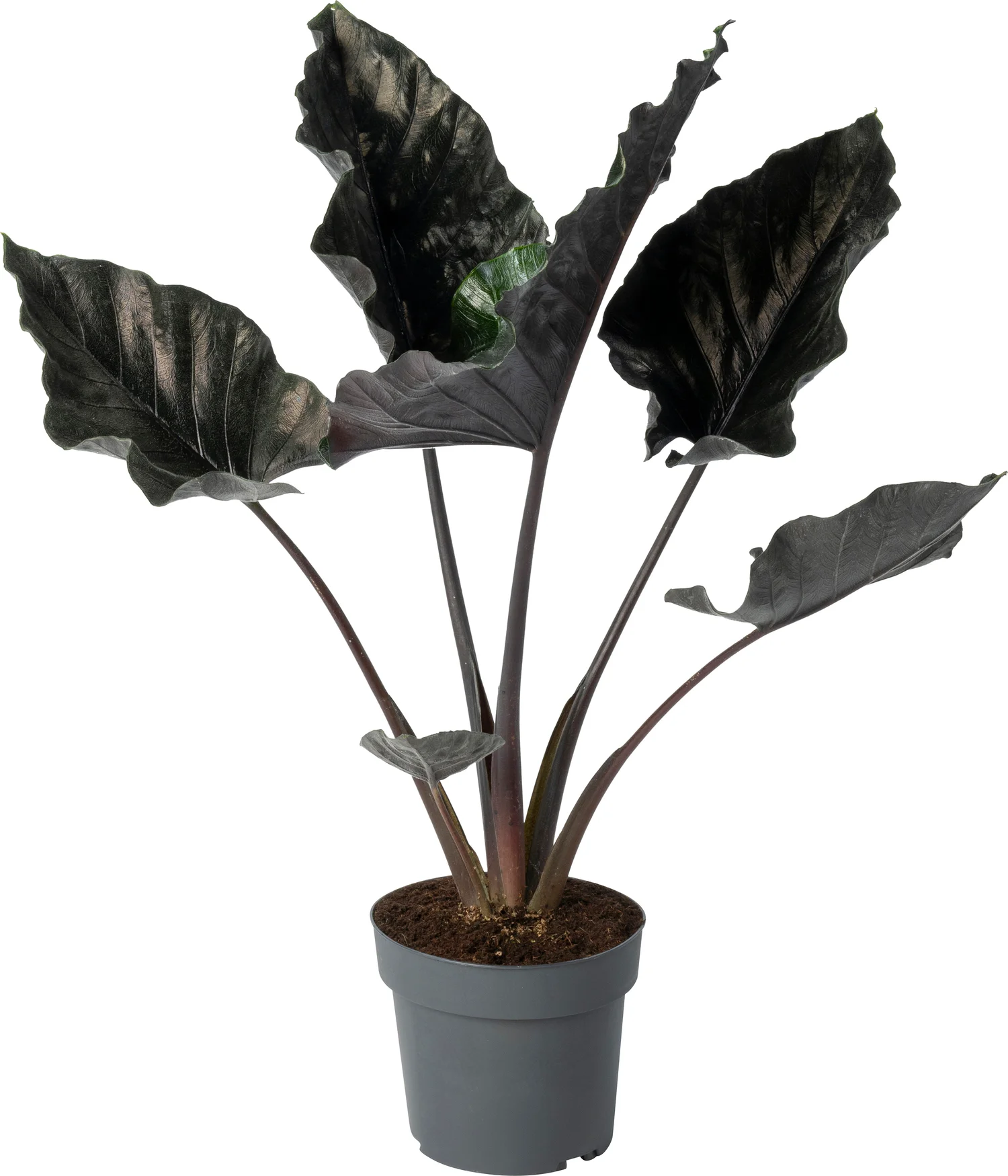 Alocasia (Alocasia chienlii 'Antoro Velvet') D 24 H 90 cm