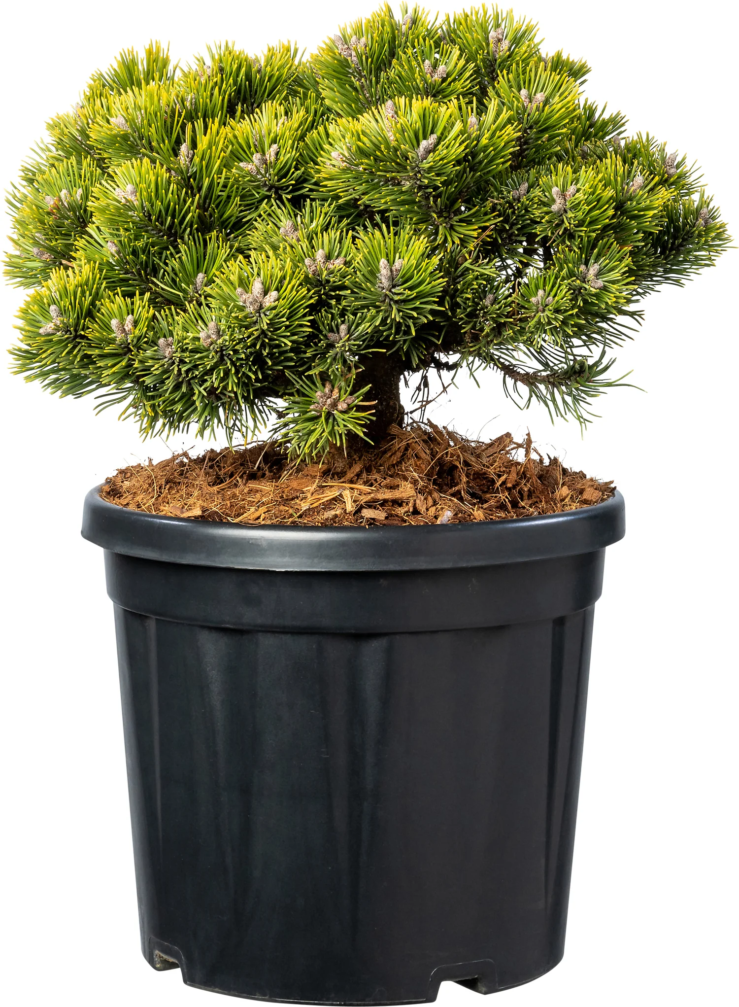 Bergden (Pinus mugo 'Sherwood Compact') D 26 H 50 cm
